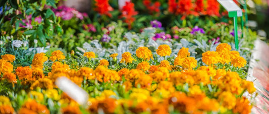 Flowers That Change As They Age