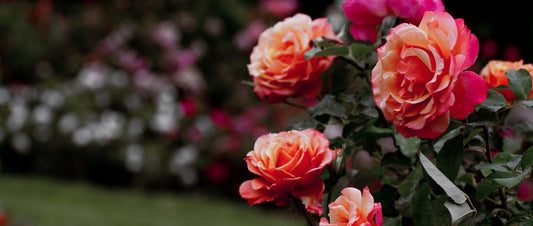 How the Victorian Era Sent Coded Messages Through Flowers