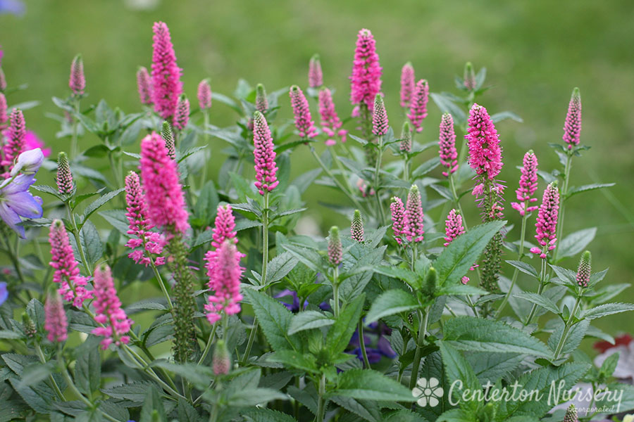 'First Love' Veronica