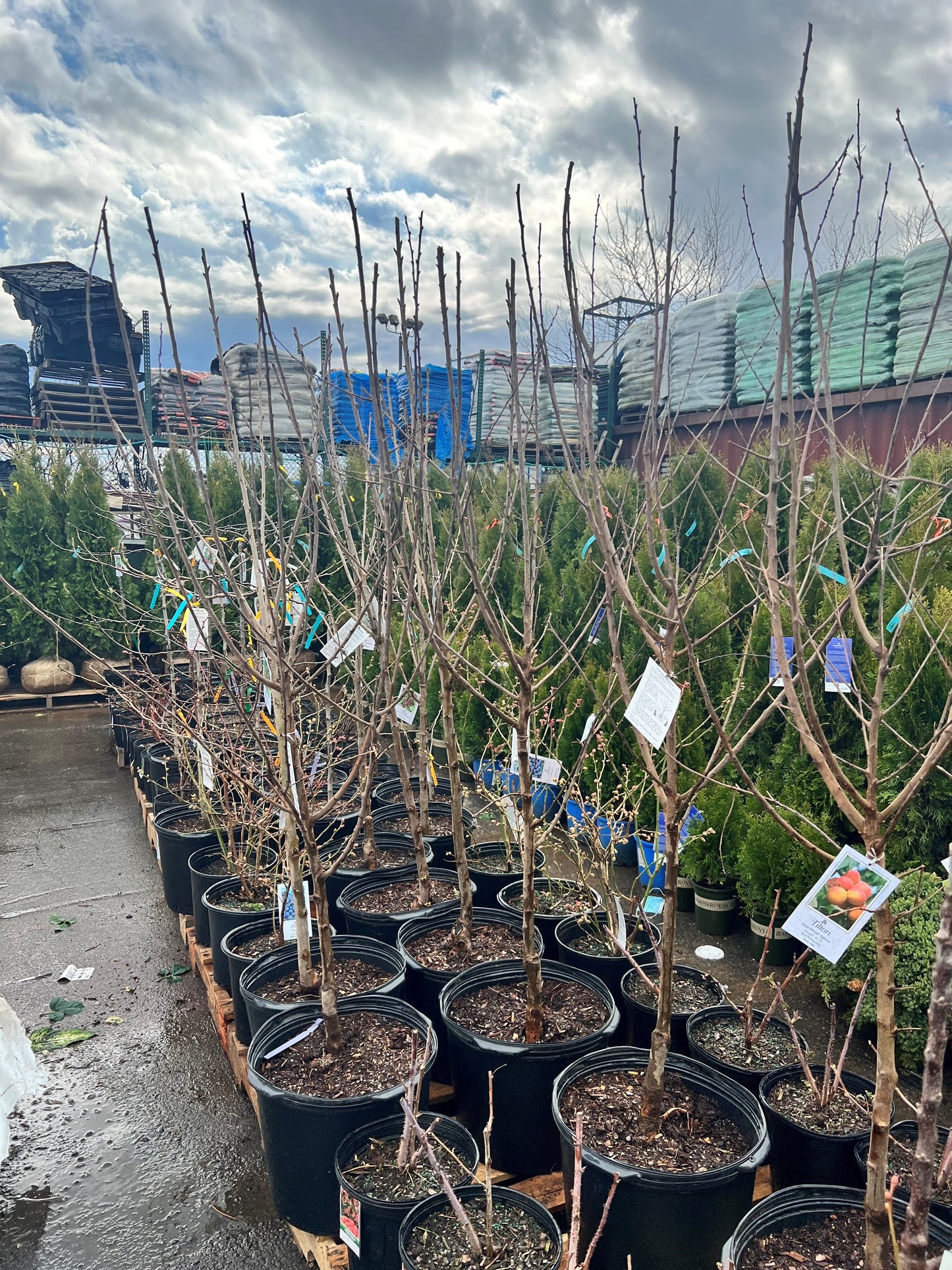 Seckel Pear Tree