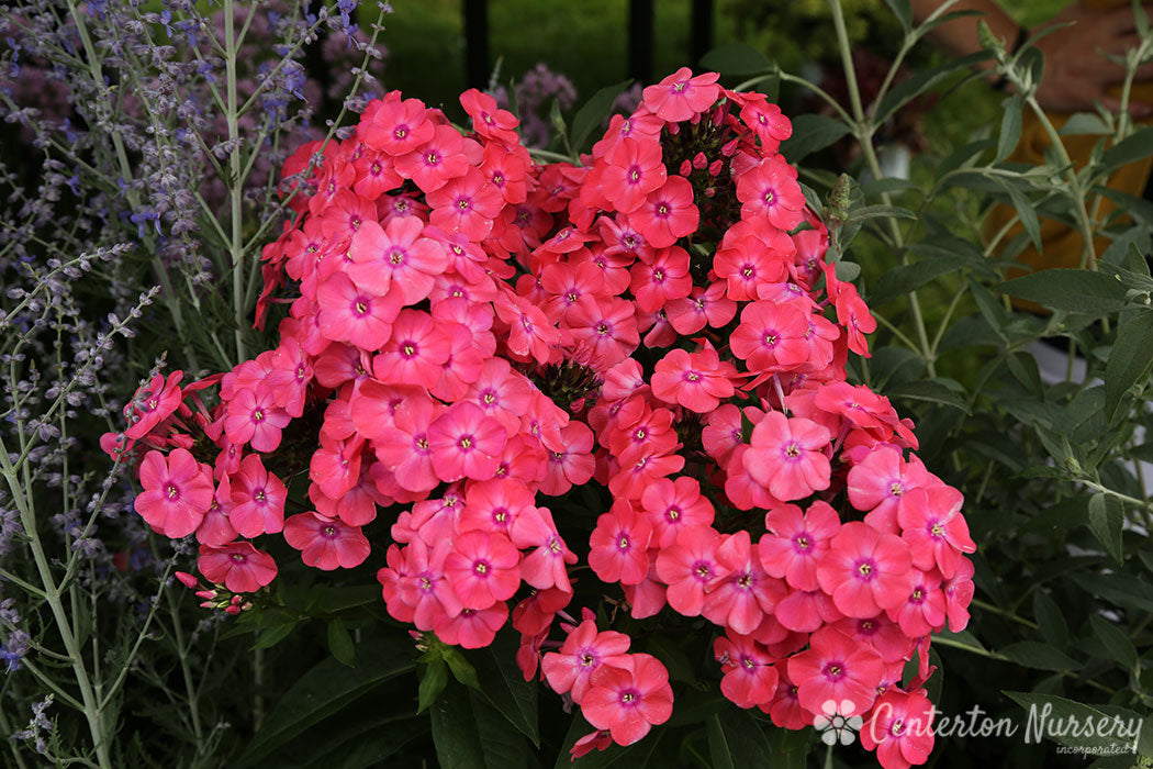 'Glamour Girl' Garden Phlox