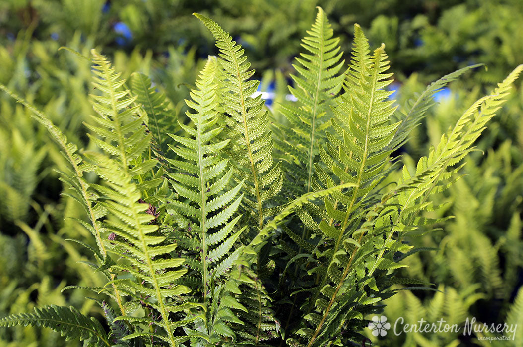 Japanese Beech Fern
