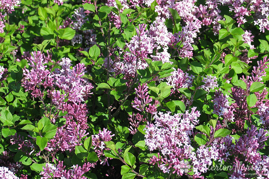 Dwarf Korean Lilac Bush