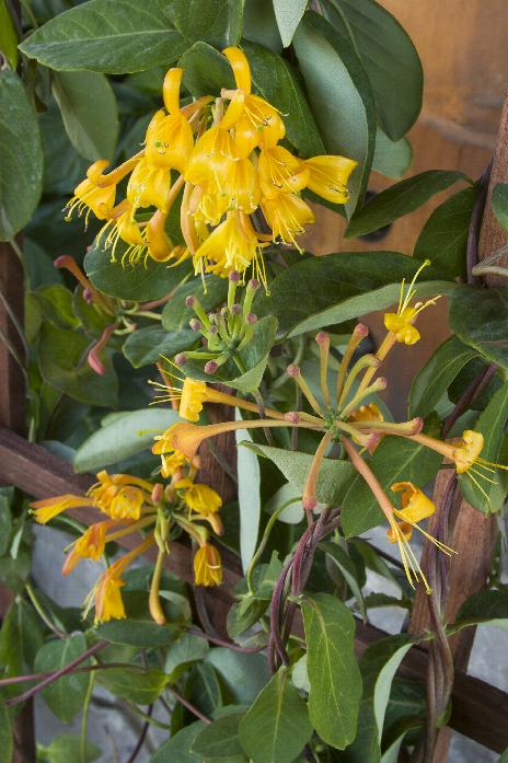 Mandarin Honeysuckle Vine
