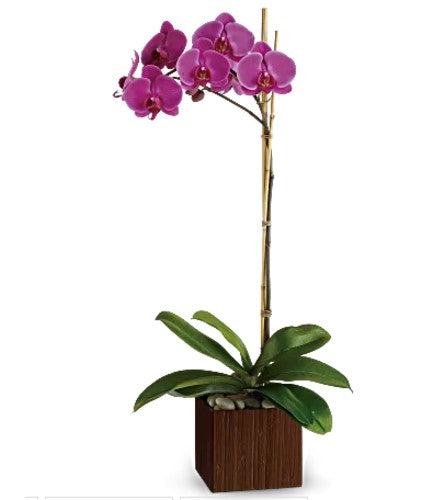 Divine Orchid