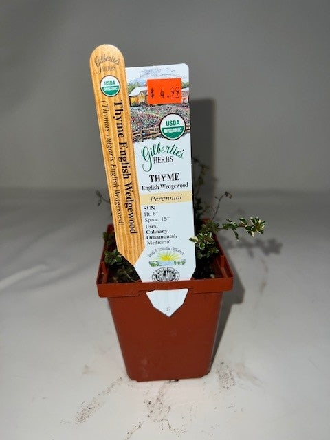 Thyme