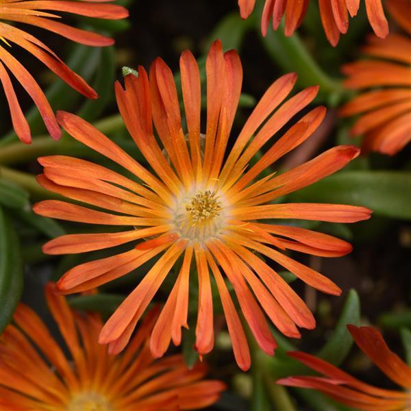 Ocean Sunset Orange Vibe Hardy Ice Plant