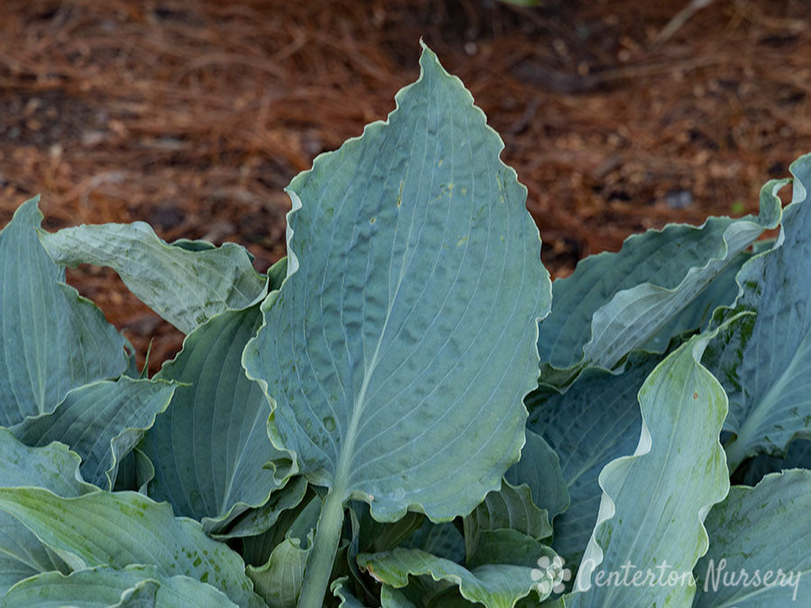 'Wind Beneath My Wings' Hosta