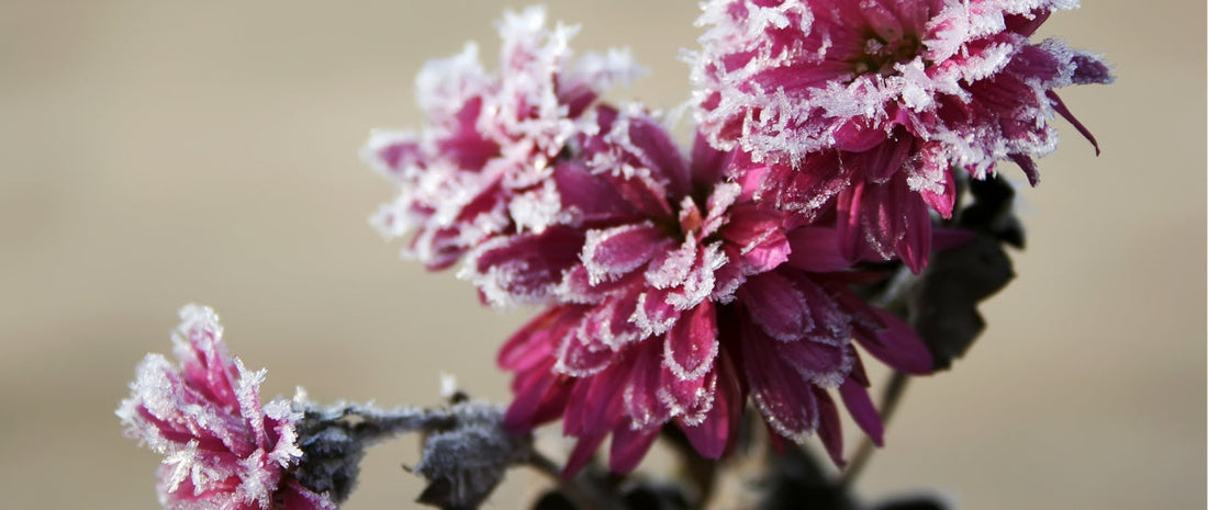 How Flowers Survive Frost and Freezing Temperatures