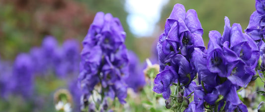 The Most Dangerous Flower in the World