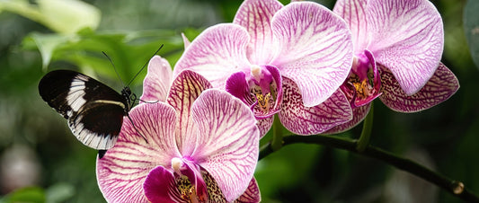 The World’s Most Expensive Flower Is Not a Rose