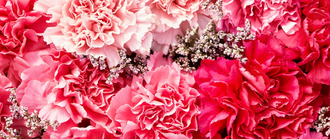 The Meaning Behind Carnations Colors