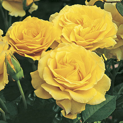 Doris Day Tree Rose
