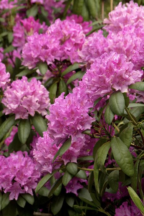 Roseum Elegans Rhododendron