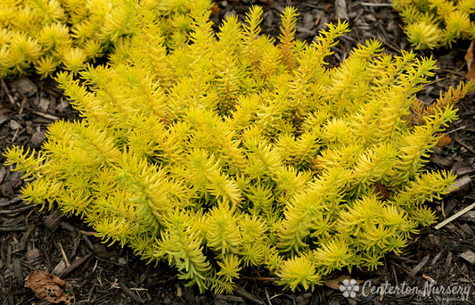 'Angelina' Groundcover Sedum