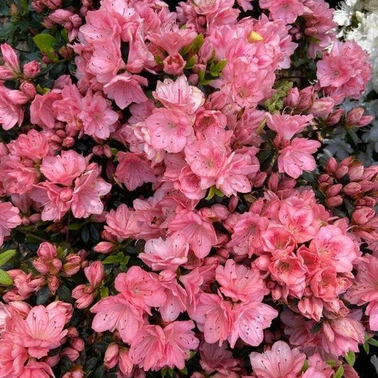 Azalea 'Blaauw's Pink'