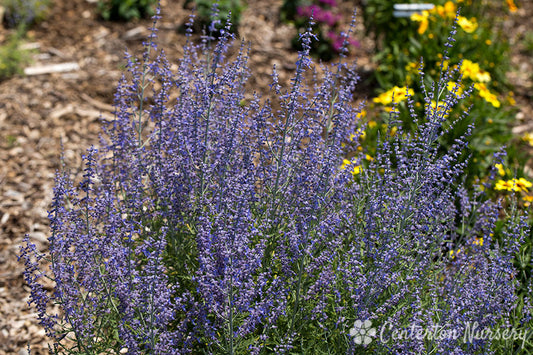 'Blue Jean Baby' Russian Sage