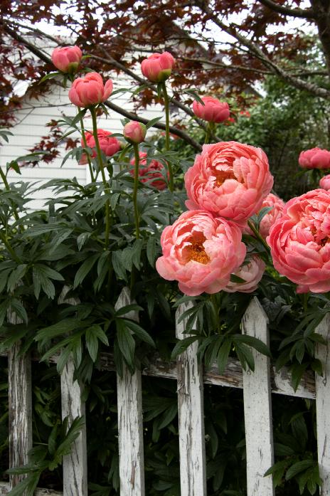 Coral Charm Peony