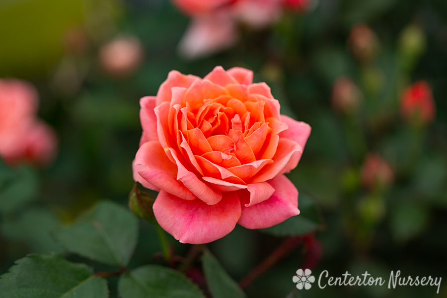 Coral Knock Out Rose