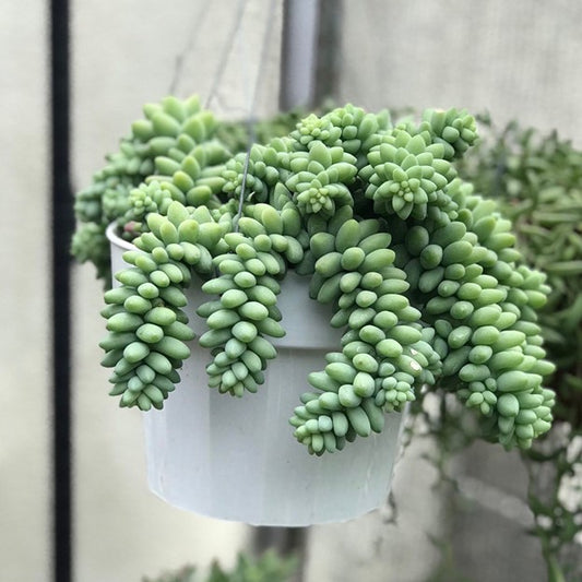 Burros Donkey Tail