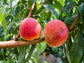 Elberta Peach Tree