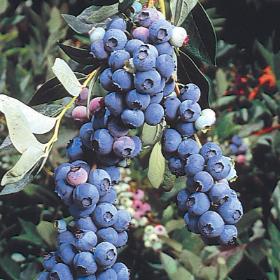 Blueberry Elliott