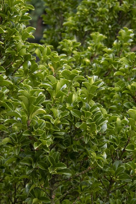 Green Spire Euonymus