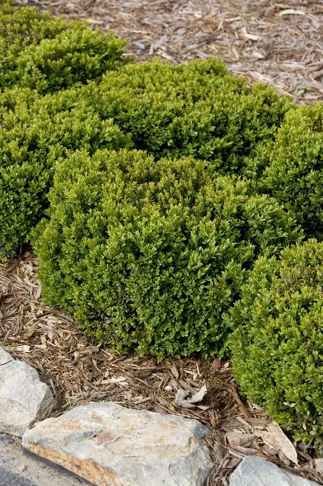 Green Velvet Boxwood