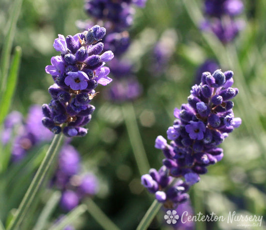 'Hidcote' Lavendar