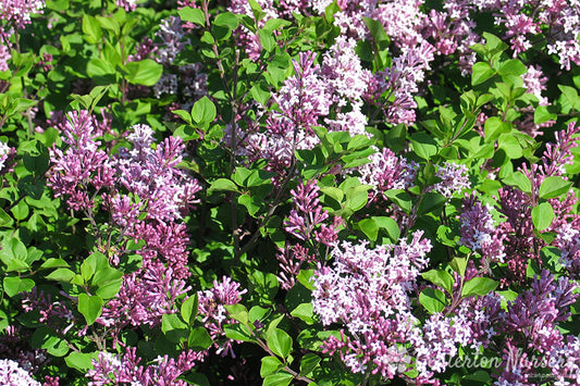 Dwarf Korean Lilac Bush