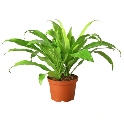 Dracaena Lime Light