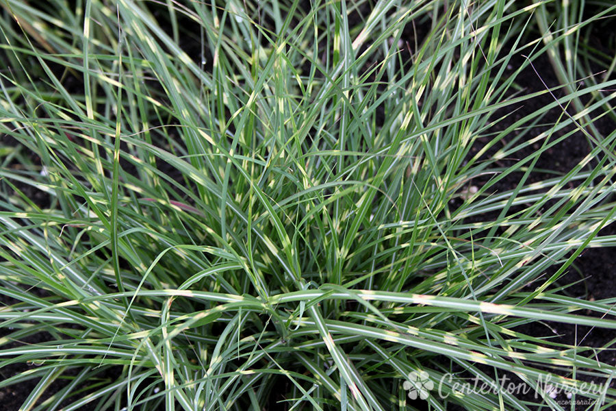 'Little Zebra' Maiden Grass