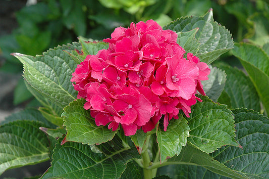 Masja Hydrangea