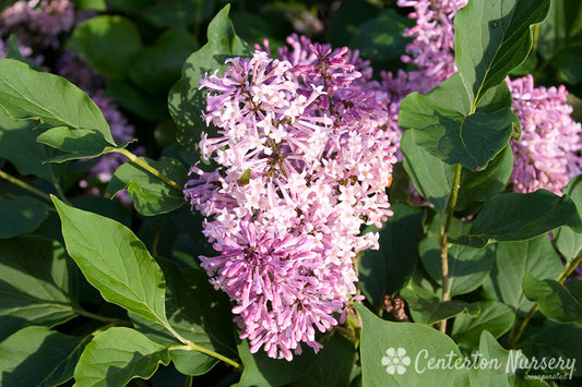 'Miss Kim' Dwarf Lilac Bush