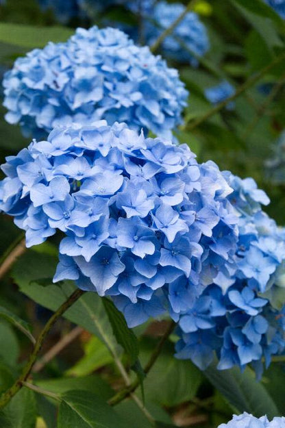 Nikko Blue Hydrangea