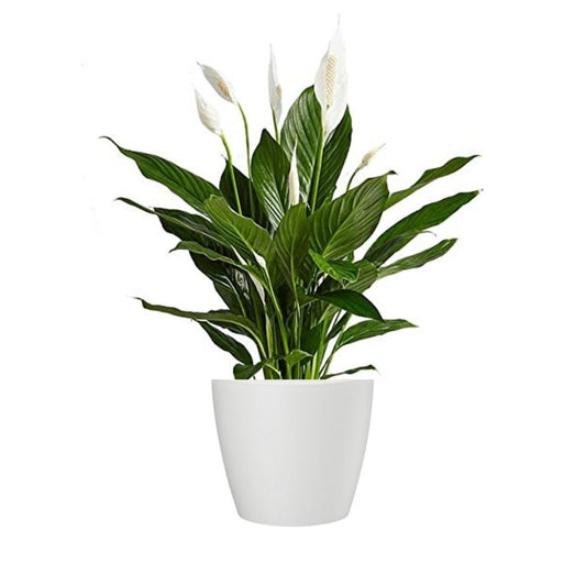 Peace Lily