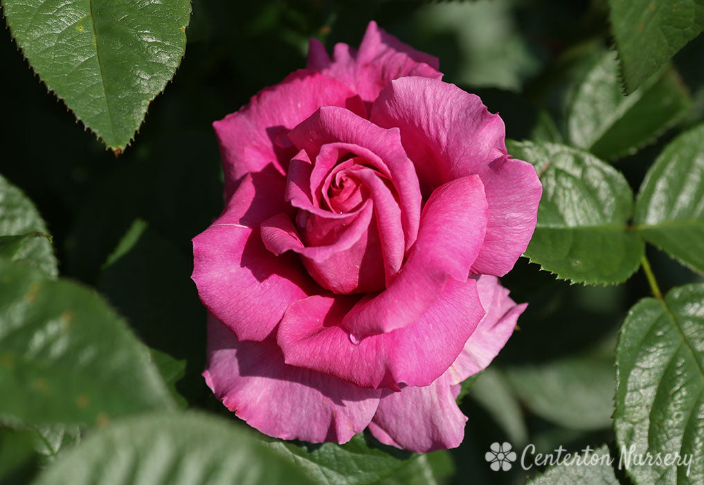 'Pretty Lady'' Hybrid Tea Rose