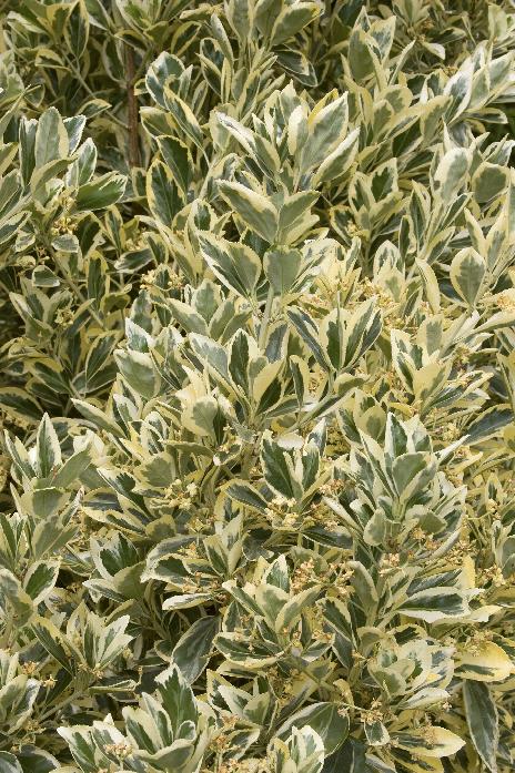 Silver King Euonymus