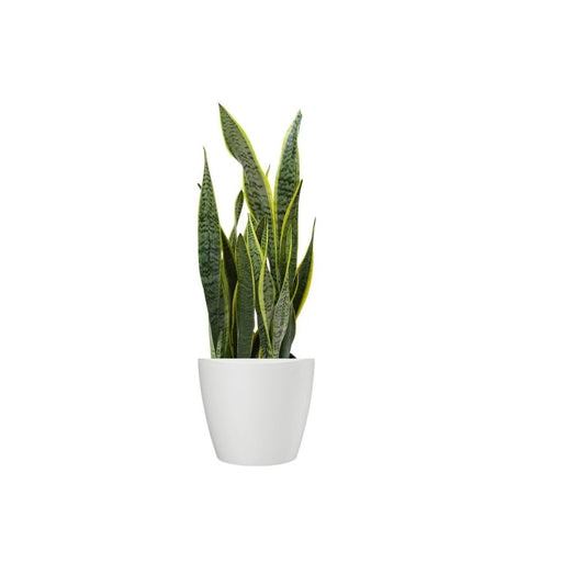 Snake Plant