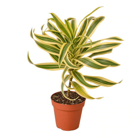 Dracaena Song of India