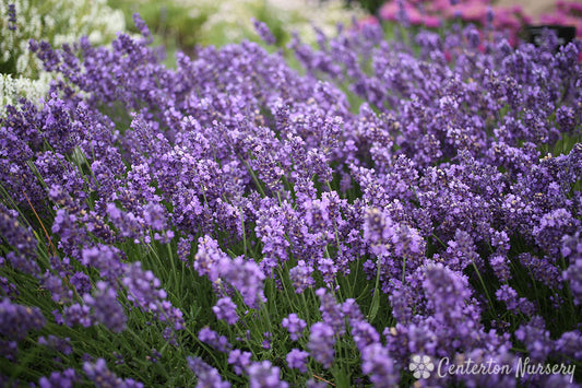 'SuperBlue' Lavendar