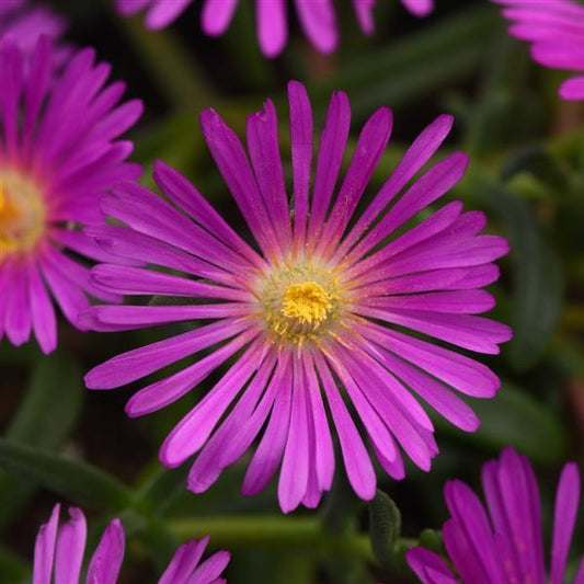 Ocean Sunset Violet Hardy Ice Plant-Warm, sunset-inspired floral arrangement for a serene evening