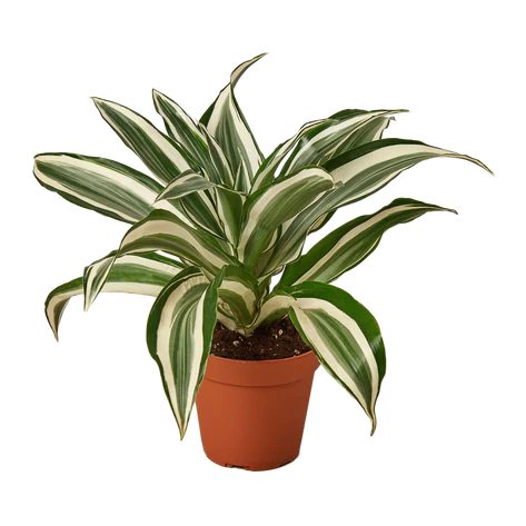 Dracaena Warneckii