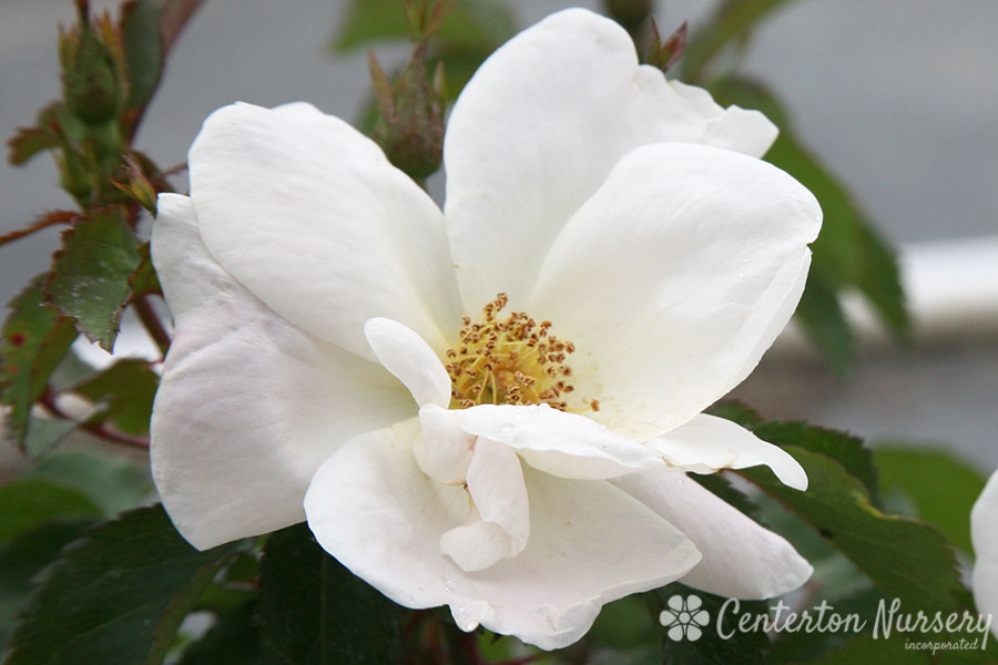 White Knock Out Rose