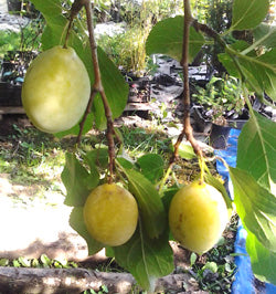 Yellow Egg Plum Tree